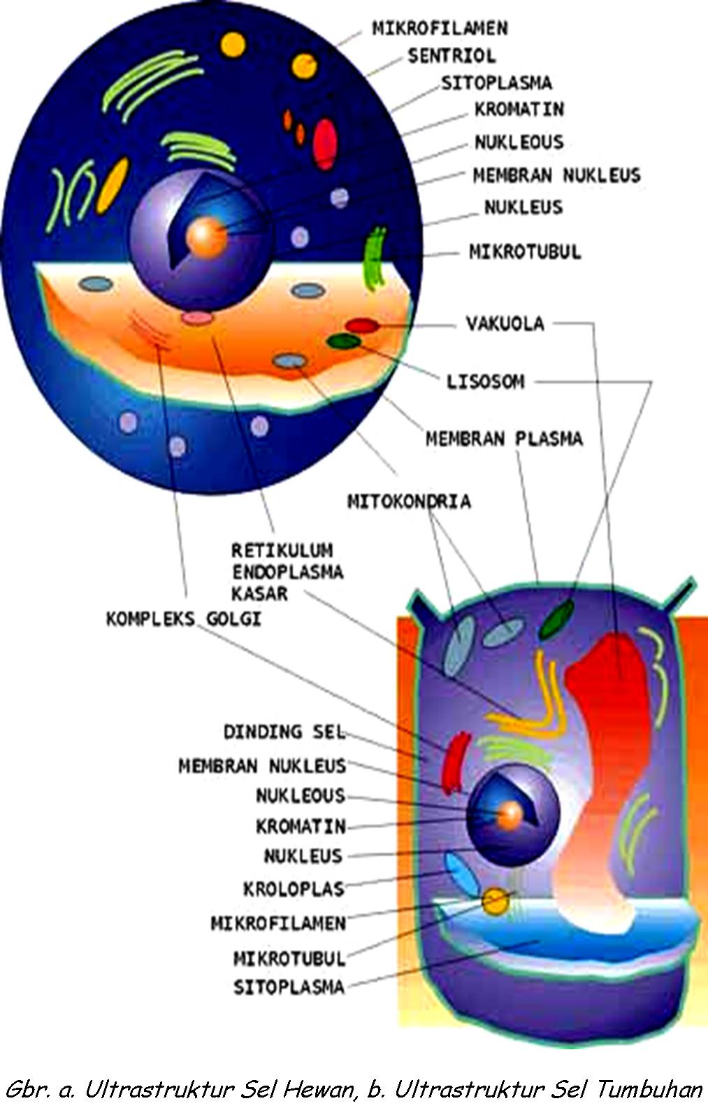 Struktur dan fungsi sel  michaelharatuarajagukguk