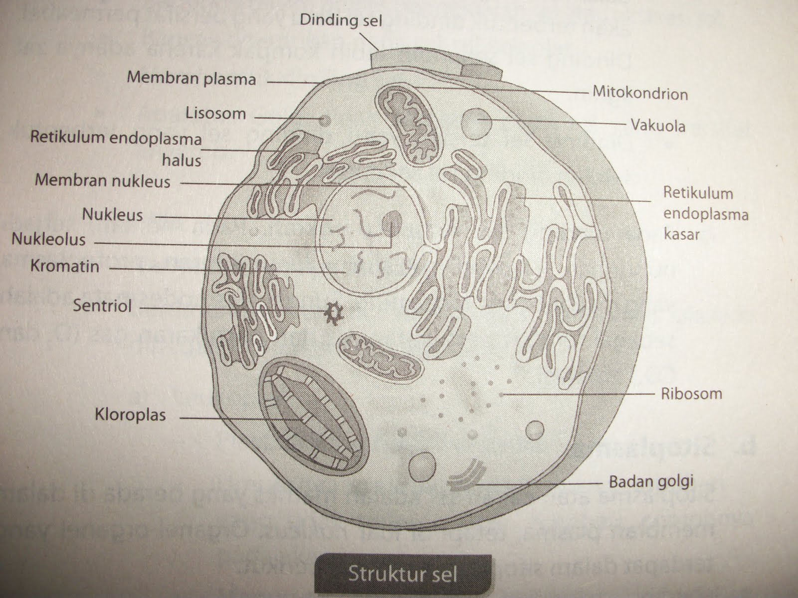 Struktur dan  fungsi sel  michaelharatuarajagukguk